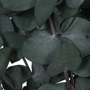 Vickerman H1ESP150-1 Natural Botanicals 18-20