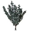 Vickerman H1ESP150 Natural Botanicals 18-20" X 9" Eucalyptus Spiral Green 100 Grams Per Bunch