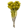 Vickerman H1EVR100 13-14" Basil Everlasting Flowers Approximately 23 Blooms Dried