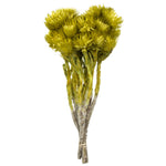 Vickerman H1EVR100 13-14" Basil Everlasting Flowers Approximately 23 Blooms Dried