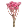 Vickerman H1EVR400 13-14" Light Pink Everlasting Flowers Approximately 23 Blooms Dried