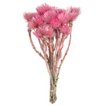 Vickerman H1EVR400 13-14" Light Pink Everlasting Flowers Approximately 23 Blooms Dried