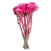 Vickerman H1EVR425 13-14" Bright Pink Everlasting Flowers Approximately 23 Blooms Dried