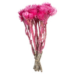 Vickerman H1EVR425 13-14" Bright Pink Everlasting Flowers Approximately 23 Blooms Dried