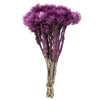 Vickerman H1EVR580 13-14" Purple Orchid Everlasting Flowers Approximately 23 Blooms Dried