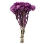 Vickerman H1EVR580 13-14" Purple Orchid Everlasting Flowers Approximately 23 Blooms Dried