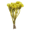 Vickerman H1EVR700 13-14" Yellow Everlasting Flowers Approximately 23 Blooms Dried