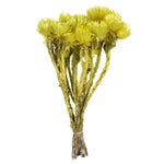 Vickerman H1EVR700 13-14" Yellow Everlasting Flowers Approximately 23 Blooms Dried