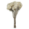 Vickerman H1EVR900 13-14" Natural White Everlasting Flowers Approximately 23 Blooms Dried