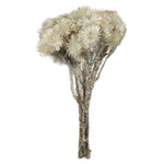 Vickerman H1EVR900 13-14" Natural White Everlasting Flowers Approximately 23 Blooms Dried