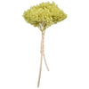 Vickerman H1HYD240 15” Apple Green Hydrangea With Multiple Branch Segments Preserved