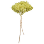 Vickerman H1HYD240 15” Apple Green Hydrangea With Multiple Branch Segments Preserved