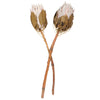 Vickerman H1KNG405-2 11-13" Blush King Protea Stem Includes 2 Per Pack Dried