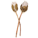 Vickerman H1KNG405-2 11-13" Blush King Protea Stem Includes 2 Per Pack Dried