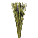 Vickerman H1MAR100 30" Basil Marsh Reed Bundle Tied With Rafia 10 Oz Dried