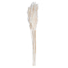 Vickerman H1PLR999 36" Bleached Plume Reed Bundle (15-20 Stems) Preserved