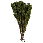 Vickerman H1PLT112 18-24" Oasis Green Platys Foliage Bundle Comes In A 5 Oz Bundle Preserved