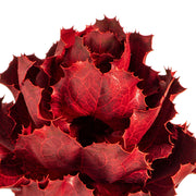 Vickerman H1QUE475 8