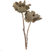 Vickerman H1QUM000 Natural Botanicals 14" X 6" Queen Flower Small 2 Heads Per Unit