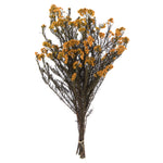 Vickerman H1RCF750 16" Autumn Rice Flower. Comes In A 4.25 Oz Bundle. Preserved