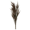 Vickerman H1REE150 36-40" Green Reed Grass -Includes 8-9 Oz Per Bundle. Preserved