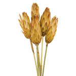 Vickerman H1REP000 8-12” Cream Repens - Natural Stem - Bulk Case 180 Pieces Dried