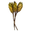 Vickerman H1REP100 8-12” Basil Repens - Natural Stem - Bulk Case 180 Pieces Dried