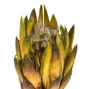 Vickerman H1REP100 8-12” Basil Repens - Natural Stem - Bulk Case 180 Pieces Dried