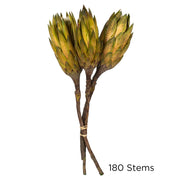 Vickerman H1REP100 8-12” Basil Repens - Natural Stem - Bulk Case 180 Pieces Dried