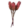 Vickerman H1REP400 8-12” Erica Pink Repens - Natural Stem - Bulk Case 180 Pieces Dried