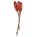 Vickerman H1REP475 8-12” Red (Natural) Repens - Natural Stem - Bulk Case 180 Pieces Dried