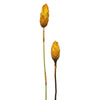 Vickerman H1REP700 8-12” Lemon Yellow Repens - Natural Stem -Bulk Case 180 Pieces Dried