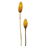 Vickerman H1REP700 8-12” Lemon Yellow Repens - Natural Stem -Bulk Case 180 Pieces Dried