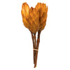 Vickerman H1REP725 8-12” Aspen Gold Repens - Natural Stem -Bulk Case 180 Pieces Dried