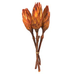 Vickerman H1REP775 8-12” Nectarine Repens - Natural Stem -Bulk Case 180 Pieces Dried