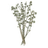 Vickerman H1RGM150 Natural Botanicals 13" X 1-3" Red Gum Branch Green Frosted 14 Stems Per Unit