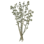 Vickerman H1RGM150 Natural Botanicals 13" X 1-3" Red Gum Branch Green Frosted 14 Stems Per Unit
