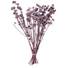 Vickerman H1RGM575 Natural Botanicals 13" X 1-3" Red Gum Branch Brombeer Frosted 14 Stems Per Unit
