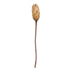 Vickerman H1RNS000 14" Cream Repens On A Natural Stem.  Includes 6 Stems Per Bundle Dried