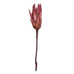 Vickerman H1RNS400 14" Erica Pink Repens On A Natural Stem.  Includes 6 Stems Per Bundle Dried