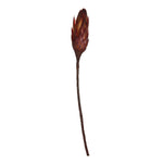 Vickerman H1RNS475 14" Red Repens On A Natural Stem.  Includes 6 Stems Per Bundle Dried