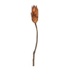 Vickerman H1RNS800 14" Mocha Latte Repens On A Natural Stem. Includes 6 Stems Per Bundle Dried