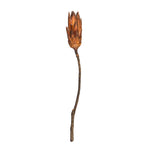 Vickerman H1RNS800 14" Mocha Latte Repens On A Natural Stem. Includes 6 Stems Per Bundle Dried