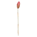 Vickerman H1RRS400-2 18-24” Erica Pink Repens Head Attached To A Reed Stem. Includes 20 Stems Comes Dried.