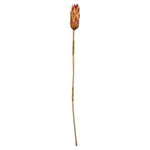 Vickerman H1RRS475 18-24” Red (Natural) Repens On Reed Stem - Sleeved 10 Stems Dried