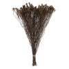Vickerman H1SAA000 Natural Botanicals 19" X 4" Staavia 100 Grams Per Unit