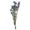 Vickerman H1SAT500 Natural Botanicals 19.5" Light Blue Statice Flower 1.25 Oz Per Unit
