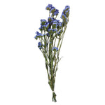 Vickerman H1SAT500 Natural Botanicals 19.5" Light Blue Statice Flower 1.25 Oz Per Unit