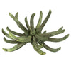 Vickerman H1SCL150 3-4" Frosted Green Spider Claws Includes 16-20 Pieces Per Tray Dried