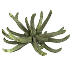 Vickerman H1SCL150 3-4" Frosted Green Spider Claws Includes 16-20 Pieces Per Tray Dried